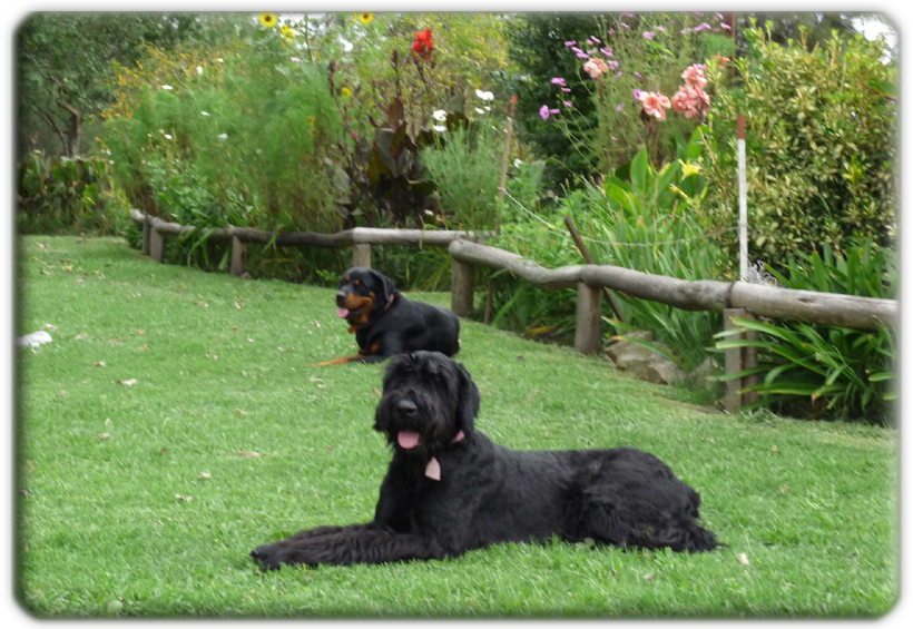 Pensionado Canino Las Cañuelas
